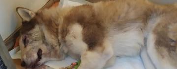 Зоозащитники рассказали о состоянии хаски, которого избили граблями